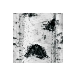 Komar  Vlies Fototapete Woods 400x270 cm