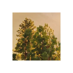 Komar  Vlies Fototapete Yosemites Secret 450x280 cm