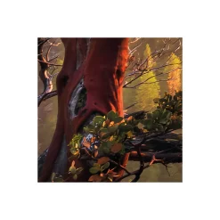 Komar  Vlies Fototapete Yosemites Secret 450x280 cm