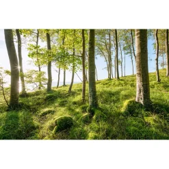 Komar  Vlies Fototapete Zauberhaftes Buchenspektakel 450x280 cm