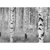 Komar Vlies-Fototapete Woods 4-teilig 368 x 248 cm